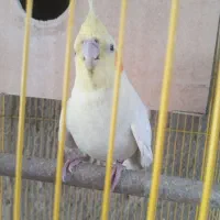 عروس هلندی