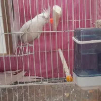 عروس هلندی|پرنده|قوچان, |دیوار