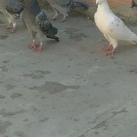 دوبر صید شده