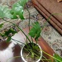 برگ انجیری|گل و گیاه طبیعی|پرند, فاز ۶|دیوار