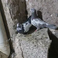 تهرانی زوردار|پرنده|کرمانشاه, |دیوار