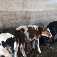 فروش گوساله سمینتال|حیوانات مزرعه|بستان آباد, |دیوار