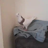 کبوتر طوقی|پرنده|شاهین‌شهر, گرگاب|دیوار