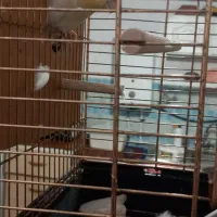 فروش عروس هلندی مولود|پرنده|اسلامشهر, چیچکلو|دیوار