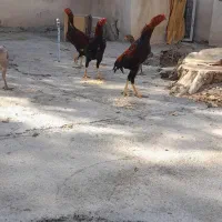 مرغ و خروس لاری