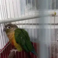 طوطی گرینچیک