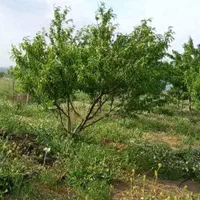 فروش باغ  1000 متری دورود لرستان