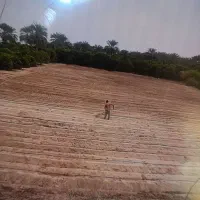 نیم هکتار زمین کشاوزی در عنبراباد جهت اجاره