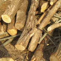 خرید فروش درخت نقدی