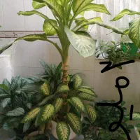 گل دیفن باخیا