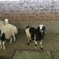 بره نر فروشی|حیوانات مزرعه|انار, |دیوار