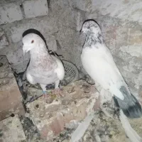 جفت کفتر معلقی