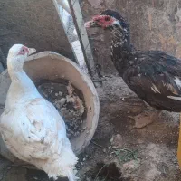 اردک خارجی|حیوانات مزرعه|گرمسار, |دیوار