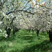 فروش-باغ-سربست-سپیدان