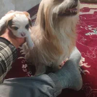 واگذاری توله شیتزو فلت