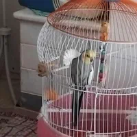 سالمه وسرحاله|پرنده|رشت, حومه رشت|دیوار