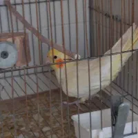 عروس هلندی ماده مست پاد ویپ|پرنده|رفسنجان, |دیوار