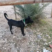 سگ نگهبان|سگ|جهرم, |دیوار