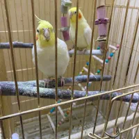 عروس هلندی جفت سخنگو