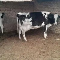فروش دو راس ماده گاو