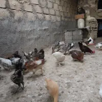 جوجه و قو غاز و خروسک محلی|حیوانات مزرعه|بهبهان, |دیوار