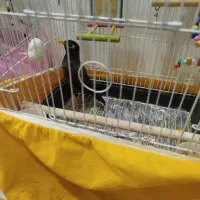 جوجه مینا تاج دار طلایی شهریار|پرنده|شهریار, اسکمان|دیوار