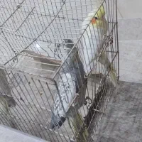 عروس هلندی|پرنده|بافق, |دیوار