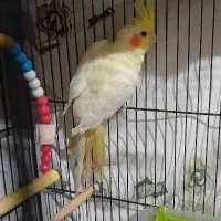 پرنده طوطی عروس هلندی|پرنده|سرخرود, |دیوار