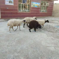 گوسفند سه عدد