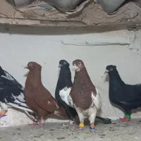 6 تا رنگی درج یک کفتر بمب