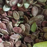 دانه هندوانه