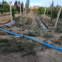 فروش باغ ۵۰۰۰متری انگور ،پسته