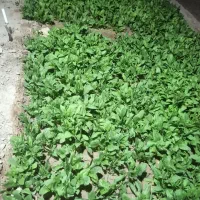 اسفناج تازه