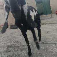 پاچن پنجاپ|حیوانات مزرعه|بم پشت, |دیوار