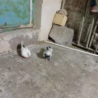 دوجفت نفش ورنگی|پرنده|شوشتر, |دیوار