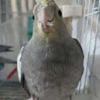 عروس هلندی ماده