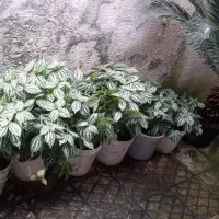 دو عد سیکاس بزرگ وچند عدد گلدان دیگر|گل و گیاه طبیعی|رشت, بیجارپس|دیوار