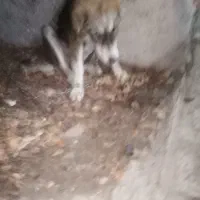 توله الابای 6ماه|سگ|گنبد کاووس, |دیوار