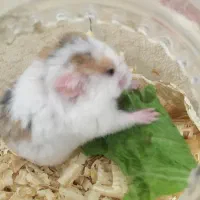 واگذاری رایگان همستر