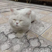 گربه پرشین نر|گربه|زاهدان, |دیوار