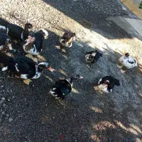 اردک اسرائیلی