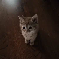 فروش بچه گربه بریتیش