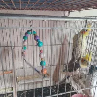 یک جفت عروس مولد مرواریدی ماده ابلاغ نر