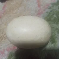 سگ تخم مرغی|کلکسیون و سرگرمی|قوچان, |دیوار