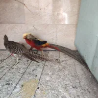 مرغ و خروس بلژیکی