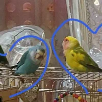 پرنده طوطی برزیلی