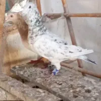 سار هفرنگ وسبز کاکلی پلاکی