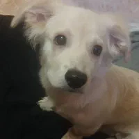 توله اشپیتز