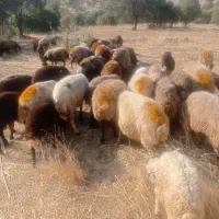 باسلام 24عددمیش داشتی