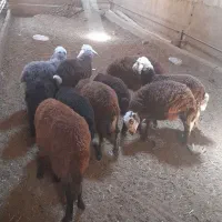 بره شیری